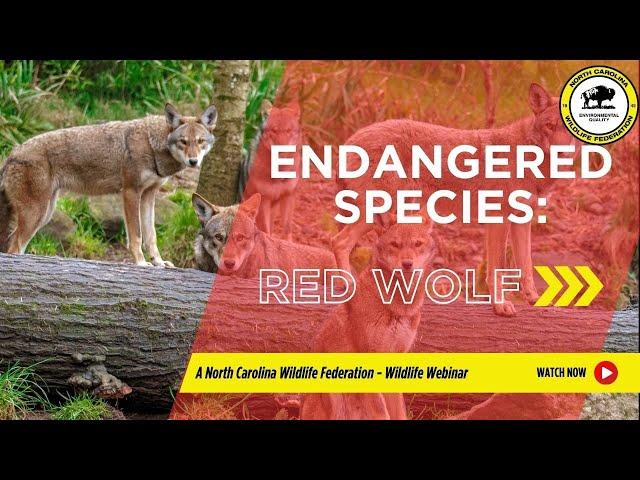 Endangered Species Web Series: Red Wolf - North Carolina Wildlife Federation