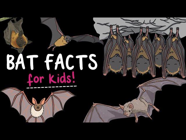 5 Fun Facts About Bats! | Do bats want to drink our blood? | Are bats flying mice? | Twinkl USA