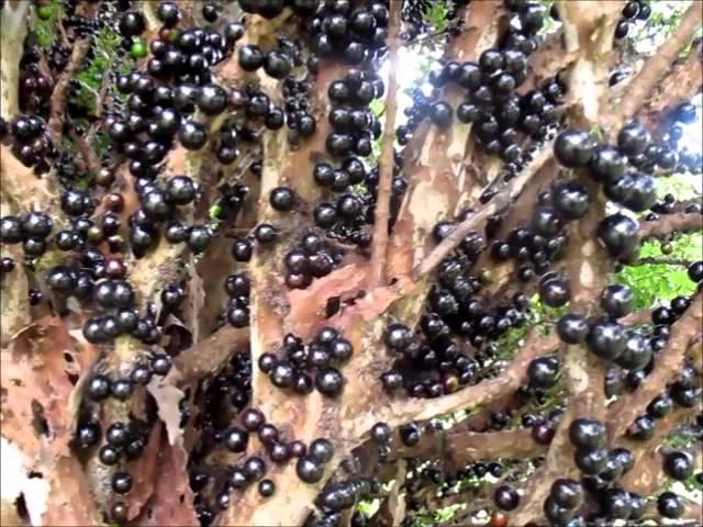 Jaboticaba Fruit Tree DaleysFruit.com.au