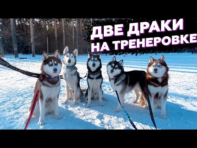 Собаки подрались на тренировке | Интервальная тренировка | С ХАСКИ в Упряжке