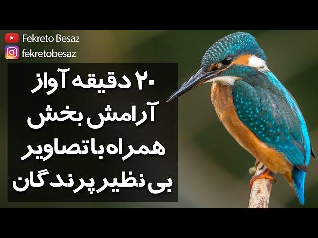 صدای طبیعت | صدای پرندگان آواز خوان | صدای پرنده های جنگل و صدای مرغ عشق