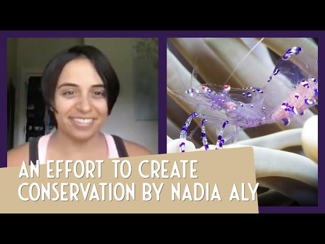 Inspiring conservation with underwater photography - Nadia Aly: Lumino Presents