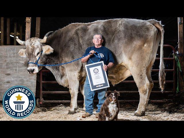 Tallest Steer - Guinness World Records
