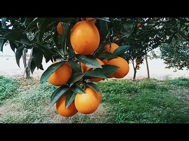 Orange tree with very large fruits. #farmtime