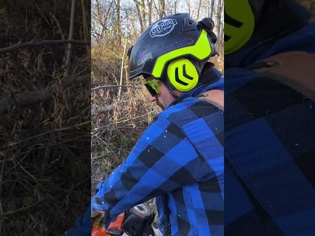 Blowdown control️🪚 #treelife #buckinexperience #work #stihl #chainsaw #outdoors #tree #firewood