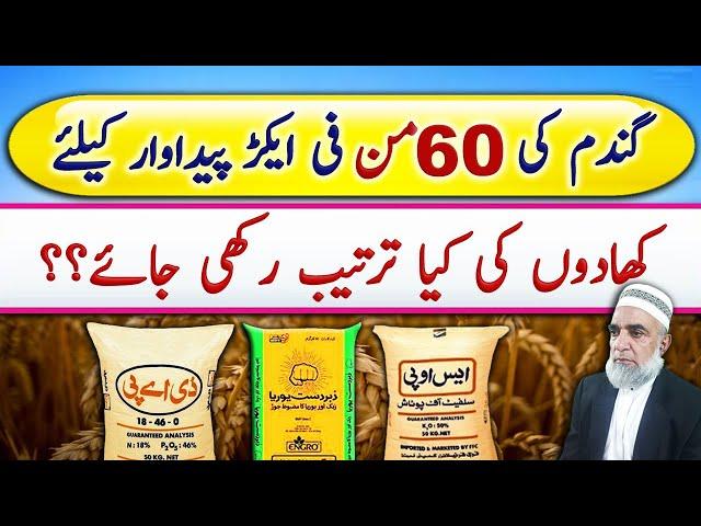 Production Technology of Wheat for 60 maunds yield || Crop Reformer