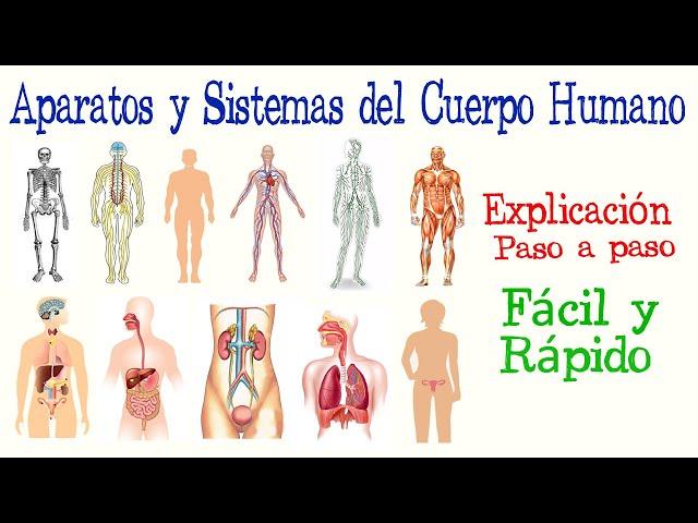 Aparatos y Sistemas del Cuerpo Humano | [Fácil y Rápido] | BIOLOGÍA |