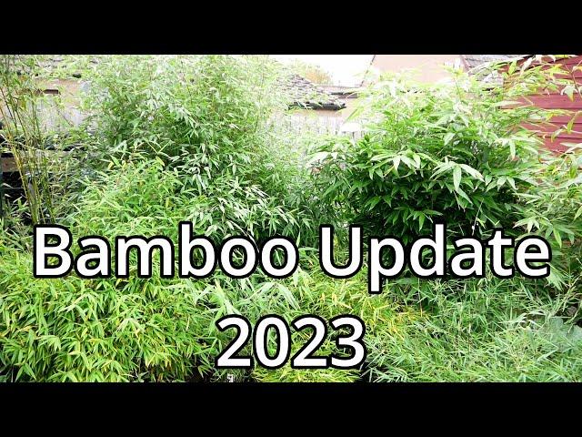 Bamboo Update (2023)