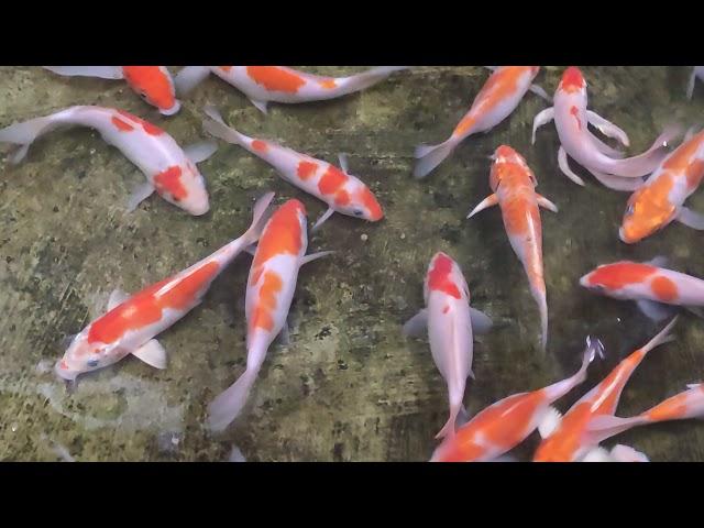 Japanese  Koi Carp Breeding Size Koicarpfarm kerala