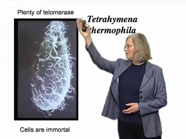 Elizabeth Blackburn (UCSF) Part 1: The Roles of Telomeres and Telomerase