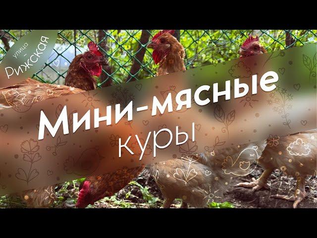 Мини-мясные куры  Обзор породы