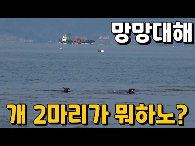 차가운 바다에서 헤엄치던 개2마리에게 무슨 일이? 리턴즈2EP-40