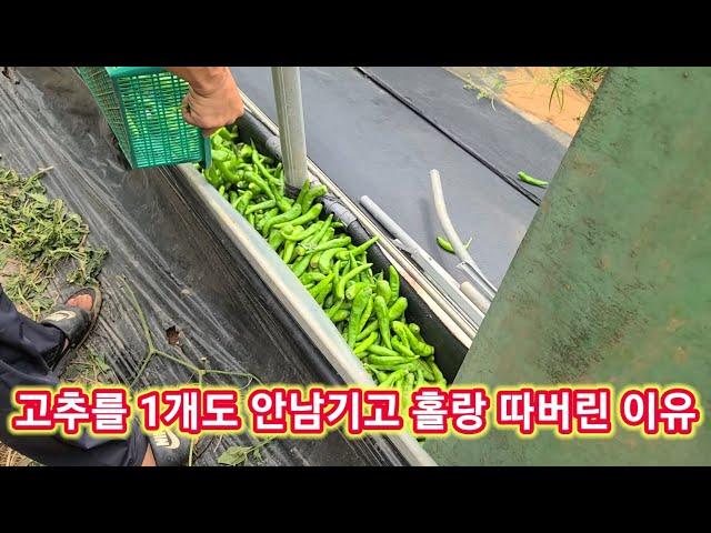 고추를 1개도 안남기고 홀랑 따버린 이유~