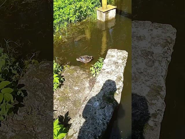 Утята плавают