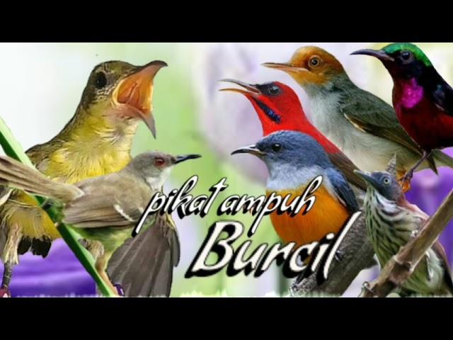 suara pikat burung kecil || pikat ampuh burung kecil