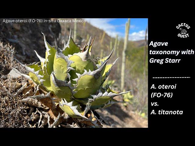 Agaves of Oaxaca: titanota vs. oteroi