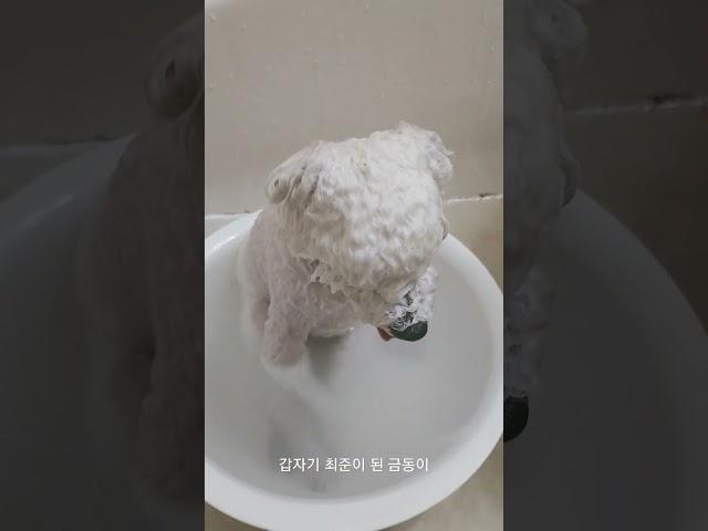 비숑 목욕 중 갑자기 나타난 최준씨