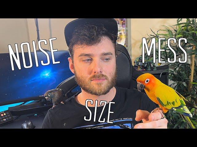 SUN CONURE VS GREEN CHEEK CONURE (NOISE, MESS, BOND, SIZE)