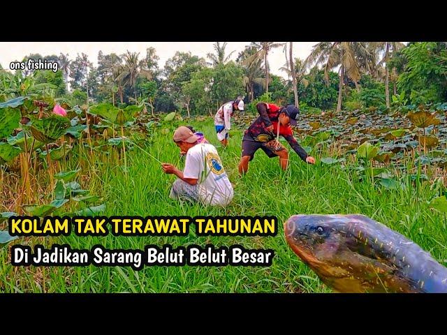 KOLAM TAK TERAWAT TAHUNAN DI JADIKAN SARANG BELUT BELUT BESAR