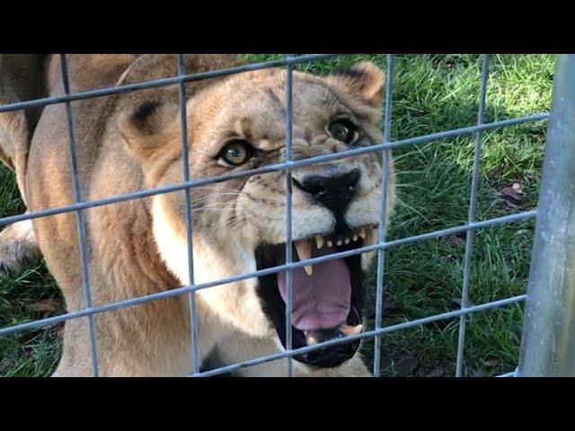 LION EATS A TURKEY!!