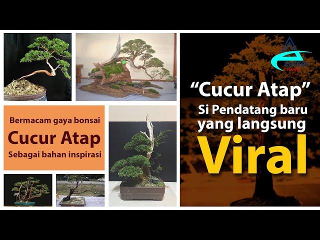 Cucur Atap Bonsai | Baeckea frutescens A newcomer that immediately went viral