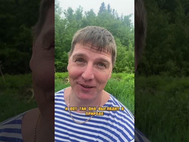 Микрозелень в огороде