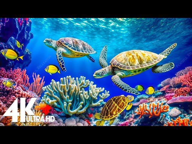 24 HOURS of 4K Turtle Paradise - Undersea Nature Relaxation Film + Sleep Relax Meditation Music