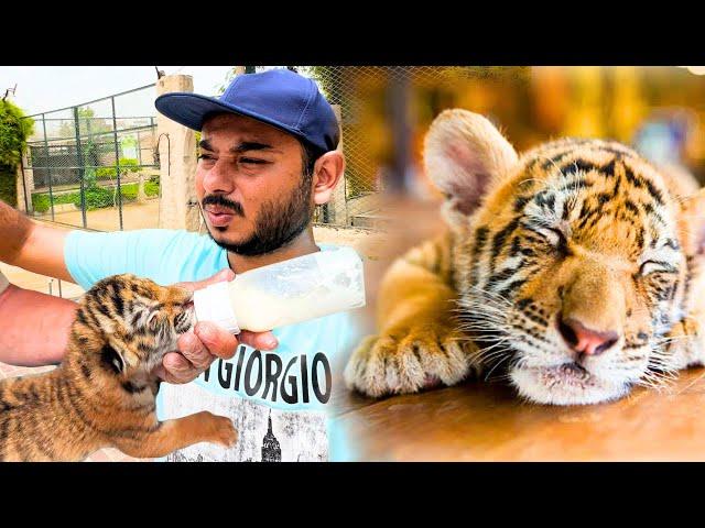 HUM NE TIGER BABY ADOPT KAR LIYA( REJECTED BY TIGER CUB MOTHER) ZOO VLOG