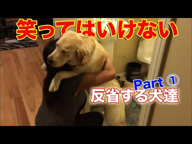 【Part①】反省する犬達の大爆笑面白動画に笑ってはいけない