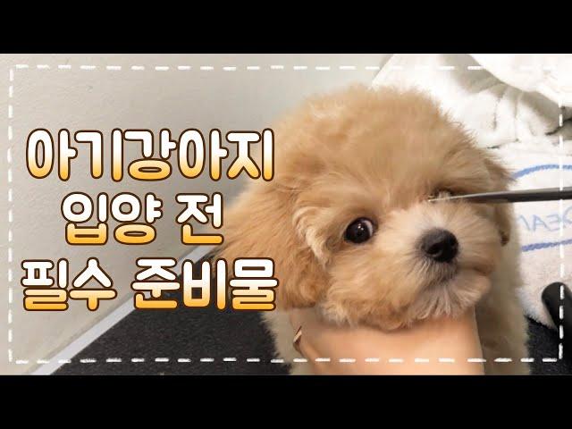 강아지 입양 전 준비 I 아기강아지 필수 준비물 I Prepare for New Dog