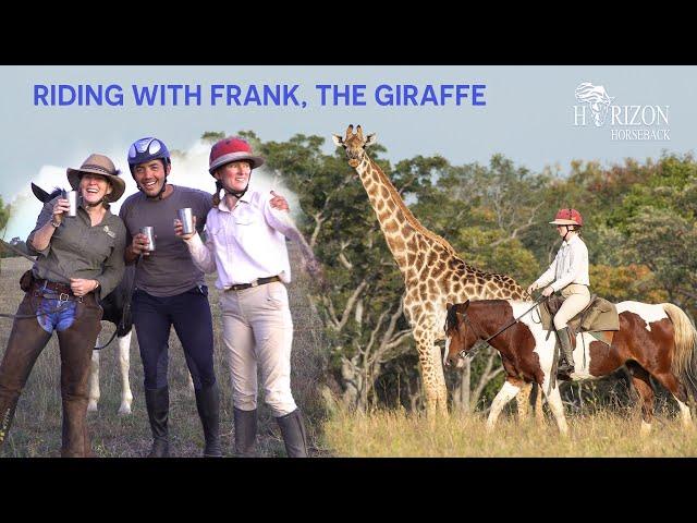 Horse Riding Safari in Africa. Horseback ride with giraffe, kudu, ostrich and impala.