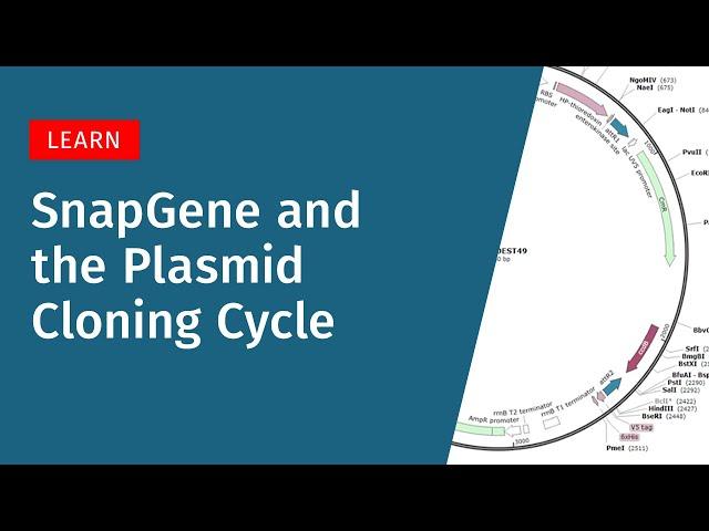 SnapGene and the Plasmid Cloning Cycle