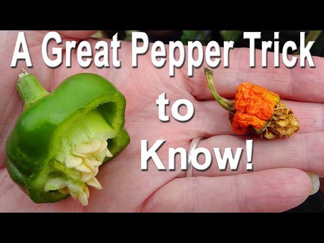 Saving Seeds Growing Peppers *MISTAKES when Collecting SEEDS to Harvest Grow GREEN Red Purple Yellow