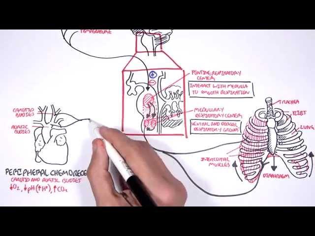 Control Of Respiration (regulation of breathing)