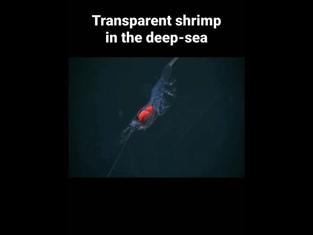 Transparent shrimp in the deep-sea #shorts AnimalTube - World of animals