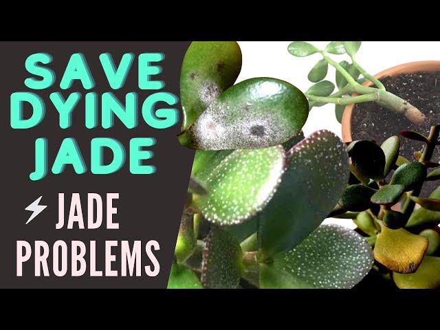 Jade Plant Problems and Pests | Save a DYING Crassula Ovata | MOODY BLOOMS