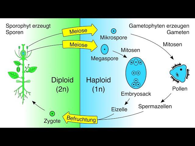 Entwicklung des Embryosacks und Pollens (Gametophyten) bei Blütenpflanzen