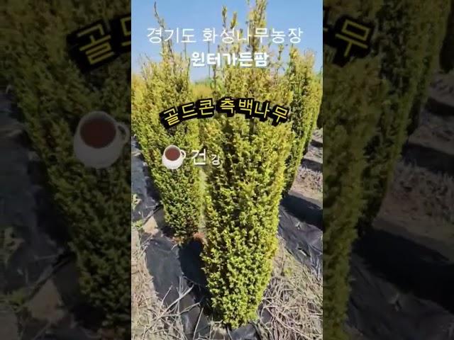 [경기 화성] 골드콘 고급 측백나무 5년생 분양중#골드콘 #측백나무 #정원수 #윈터가든팜#조경수#상록수