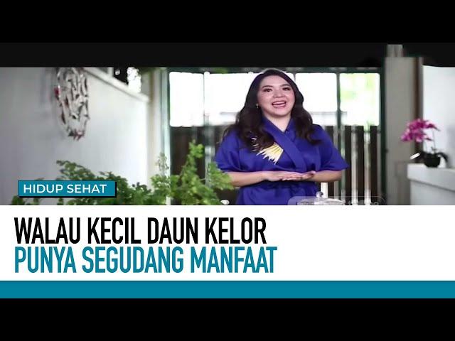 Ini Dia Khasiat Daun Kelor Si Kecil Dengan Sejuta Manfaat | Hidup Sehat TvOne