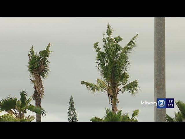 Officials: Don't eat coconuts from Hawaii's injected trees