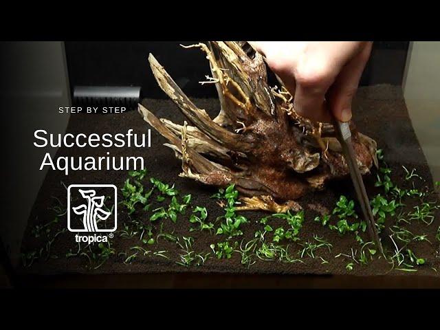 How to Set Up a Successful Aquarium with Tropica Aquarium Plants