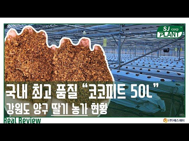 [소개] 딸기 하우스 코코피트는 어떤것이 제일 좋을까? SJ Plant 코코피트 50L 신제품