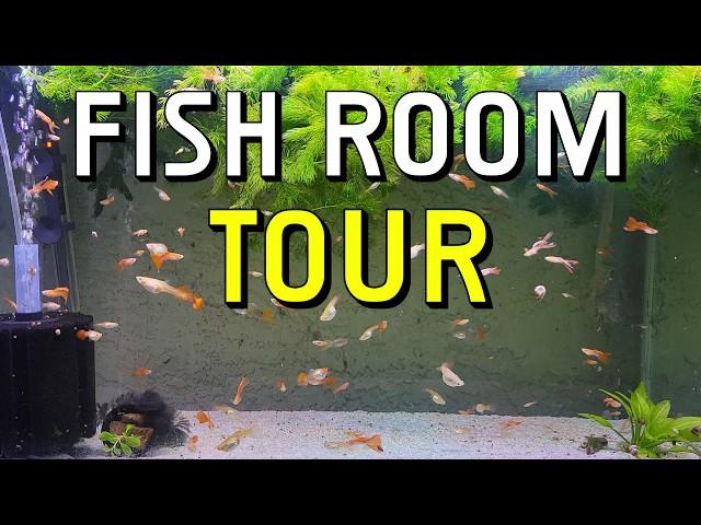 Guppy Room Tour With Hundreds of Guppies In The Fish Room!