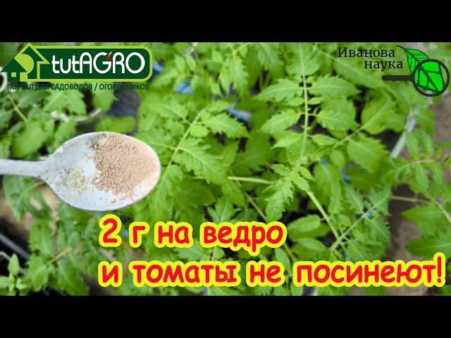 ОБЯЗАТЕЛЬНО СДЕЛАЙТЕ ЭТО ПОСЛЕ ВЫСАДКИ РАССАДЫ ТОМАТА! Лечебное опрыскивание от стресса.
