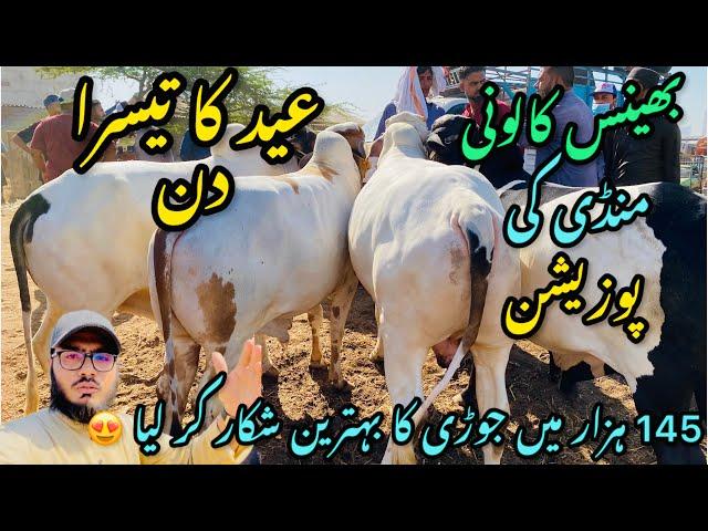 Bhains Colony Mandi Karachi Cattle Rates Update || 2 aprail 2025 || Cow Mandi 2025
