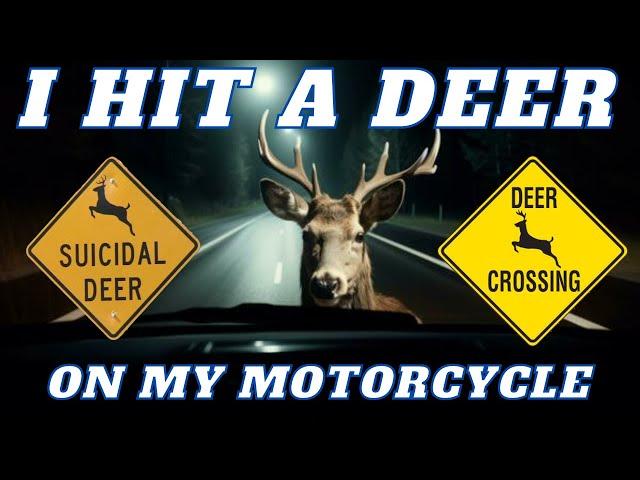 I Hit a Deer and LIVED