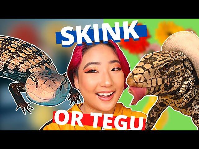 Argentine Black and White Tegu VS Halmahera Blue Tongue Skink // Which One Is A Better Pet Reptile?