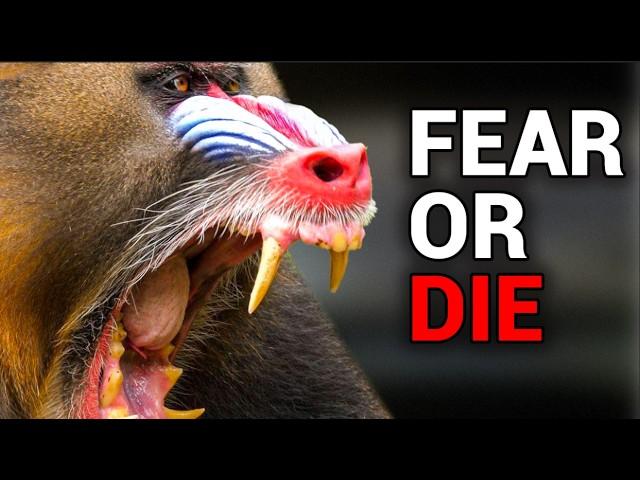 Their Attacks Can Kill. - Meet the Most Deadly Primates on the Planet!