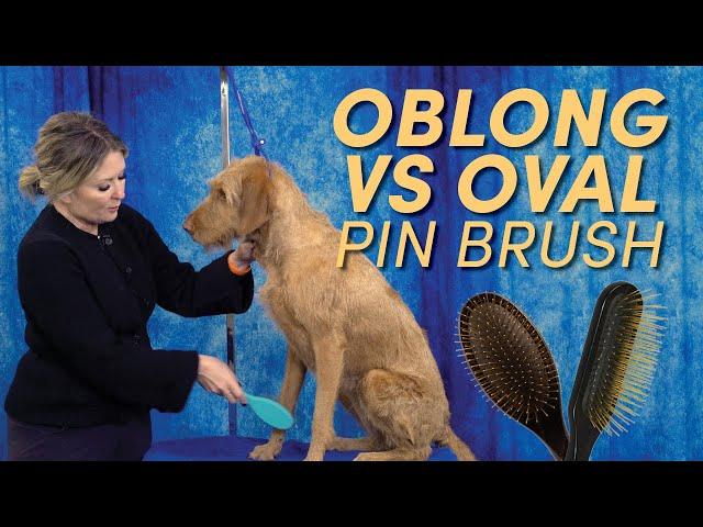 Should I Use… an Oblong or Oval Pin Brush? | Dog Grooming & Handling Equipment