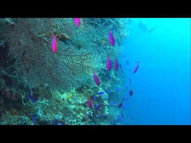 Philippines , Bohol , Panglao , Balicasag island scuba diving video